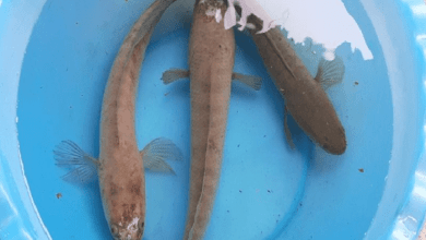 Dreaming about snakehead fish: Messages that need to be decoded! 7 Screenshot 4 9