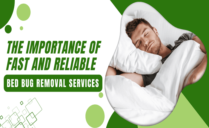 The Importance of Fast and Reliable Bed Bug Removal Services